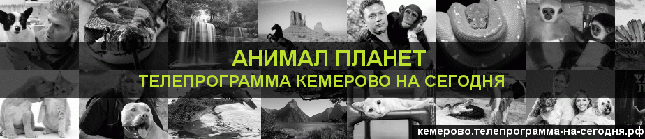 Телепрограмма на сегодня канала Анимал Планет, Кемерово